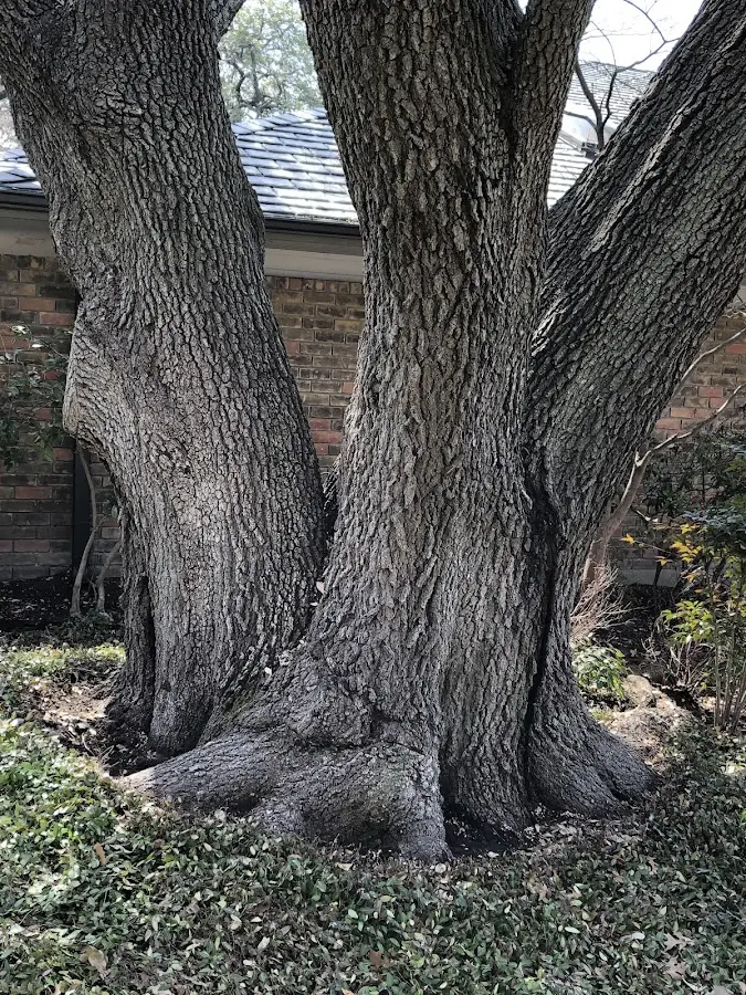 Mature heritage tree close to a Baker property cared for by certified arborists
